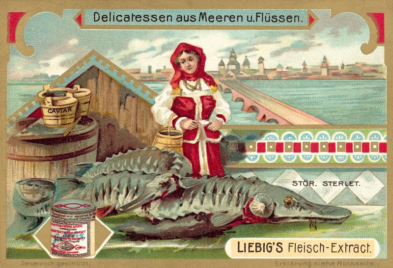 Stør (chromolitho) av European School