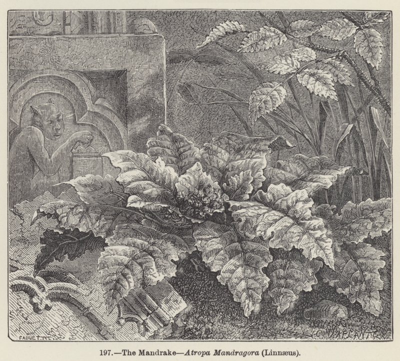 The Mandrake, Atropa Mandragora, Linnaeus (gravering) av European School