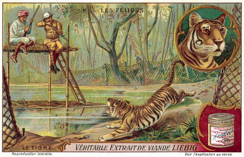 Tiger (chromolitho) av European School