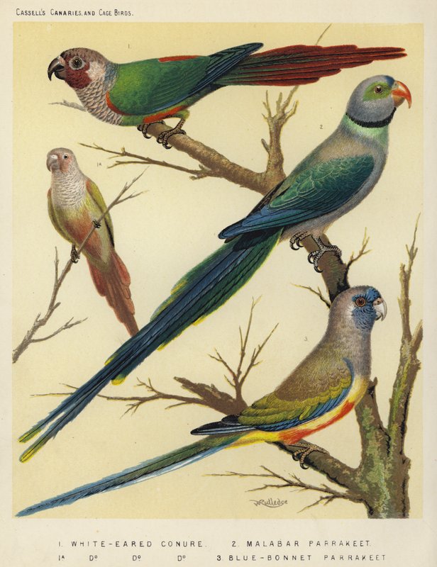 White-Eared Conure, Malabar Parakeet, Blue-Bonnet Parakeet av European School