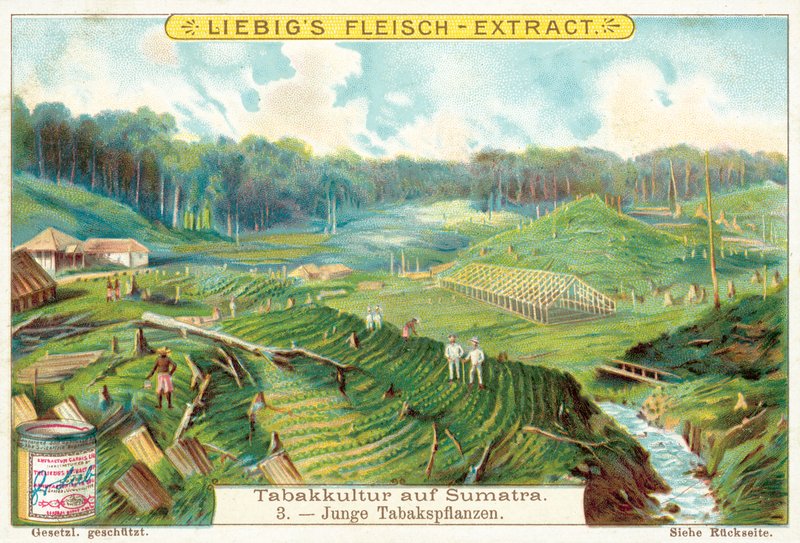 Unge tobakksplanter (chromolitho) av European School