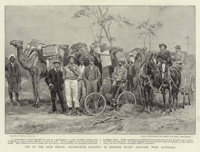 Ut til Gold Fields begynner prospektører å utforske Mount Malcolm, Vest-Australia av Frank Dadd