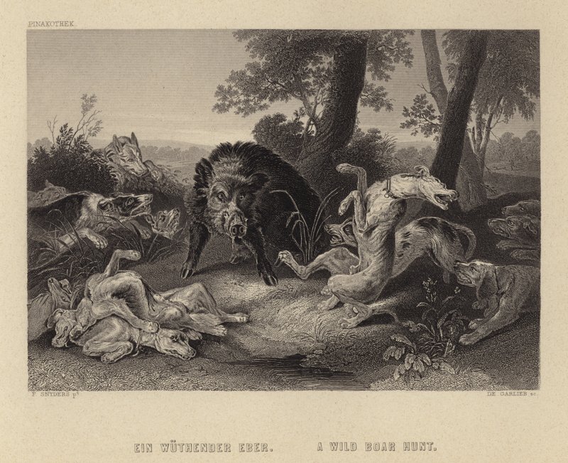 En villsvinjakt av Frans Snyders or Snijders