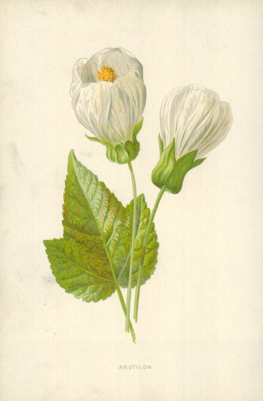 Abutilon av Frederick Edward Hulme