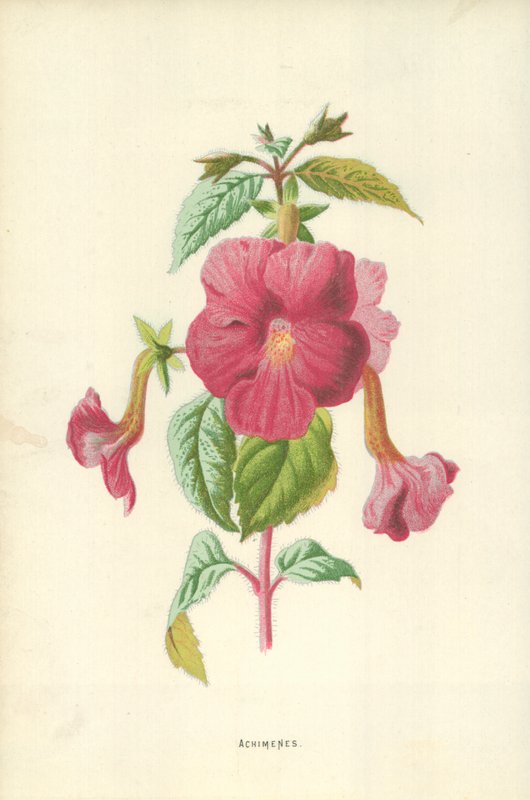 Achimenes av Frederick Edward Hulme