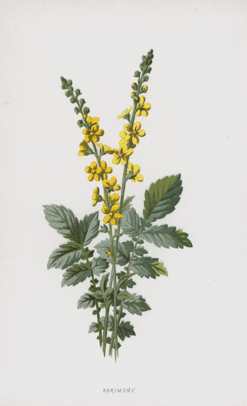 Agrimony (chromolitho) av Frederick Edward Hulme