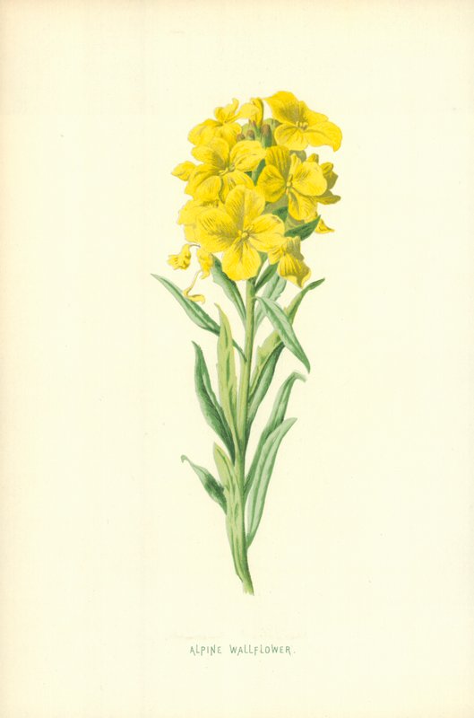 Alpin veggblomst av Frederick Edward Hulme