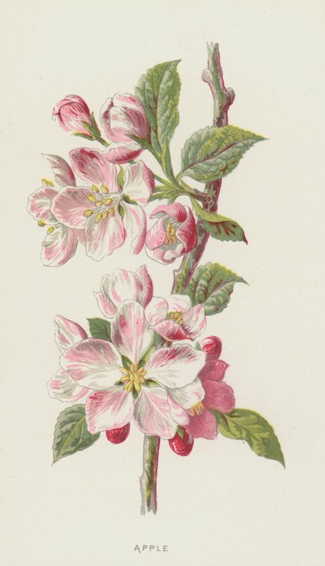 Eple (chromolitho) av Frederick Edward Hulme