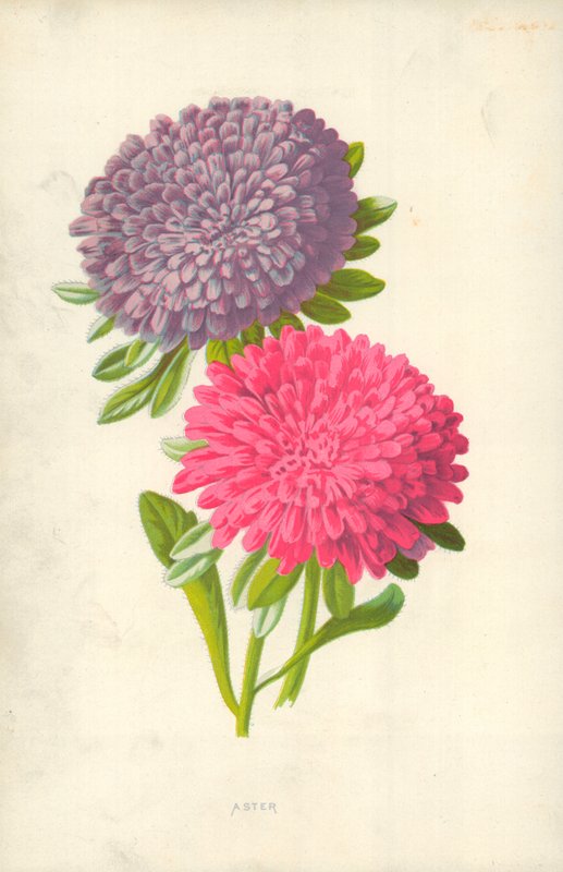 Aster av Frederick Edward Hulme