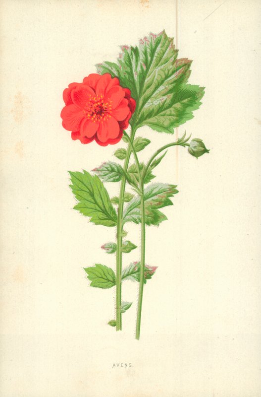 Avens av Frederick Edward Hulme