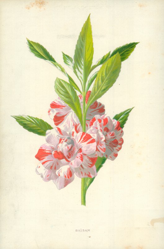 Balsam av Frederick Edward Hulme