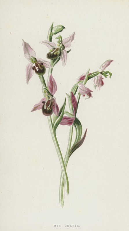 Bee Orchis (chromolitho) av Frederick Edward Hulme