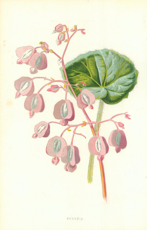 Begonia av Frederick Edward Hulme