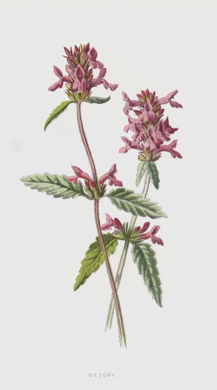 Betony (chromolitho) av Frederick Edward Hulme