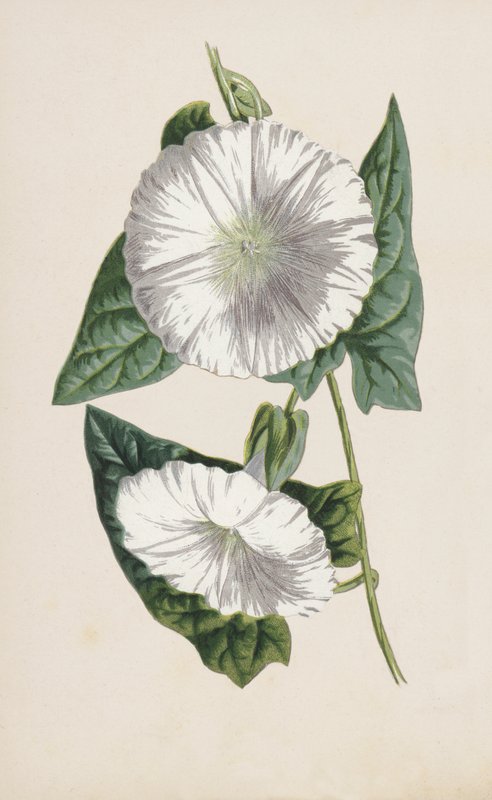 Bindweed (chromolitho) av Frederick Edward Hulme