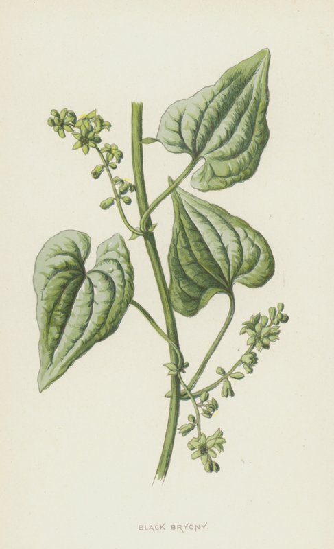 Black Bryony (chromolitho) av Frederick Edward Hulme