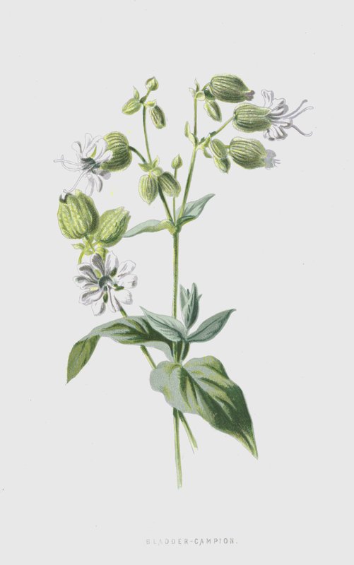 Blære-Campion (chromolitho) av Frederick Edward Hulme