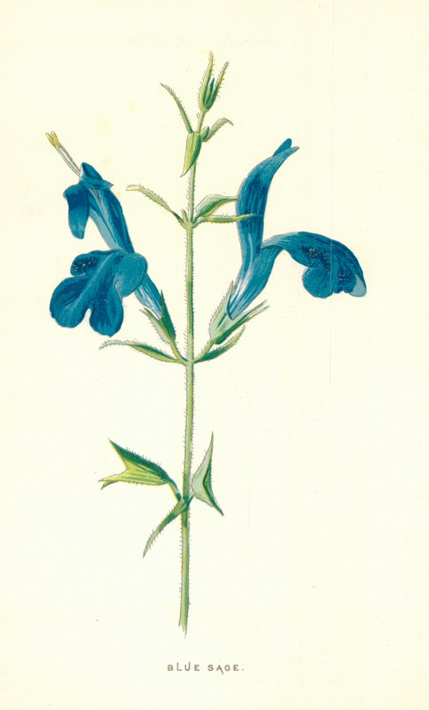 Blå salvie av Frederick Edward Hulme