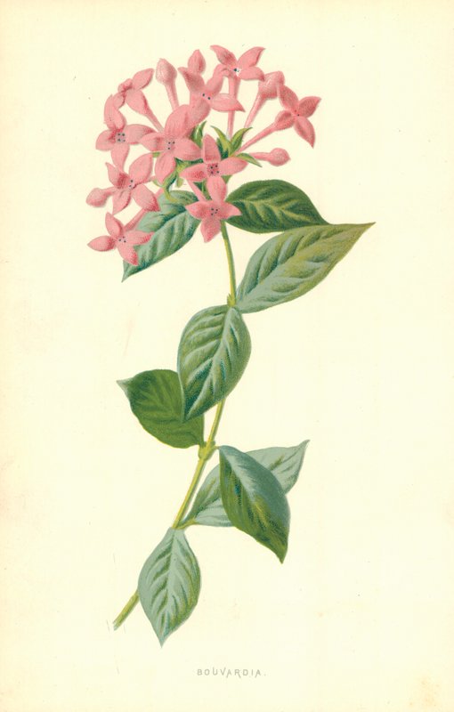 Bouvardia av Frederick Edward Hulme