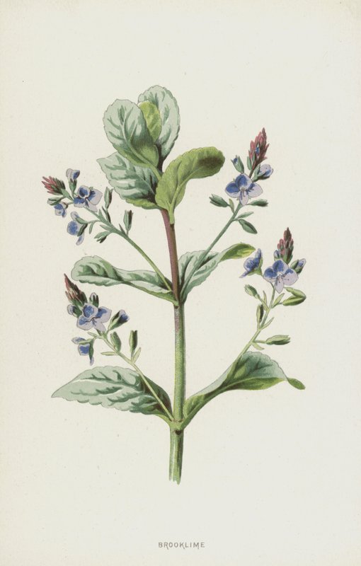 Brooklime (chromolitho) av Frederick Edward Hulme