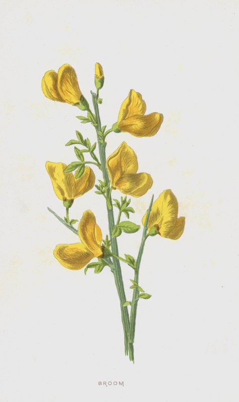 Kost (chromolitho) av Frederick Edward Hulme