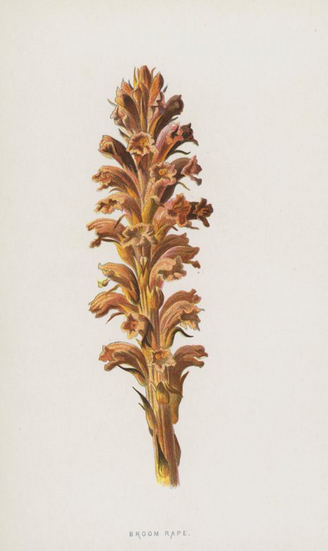 Kostvoldtekt (chromolitho) av Frederick Edward Hulme