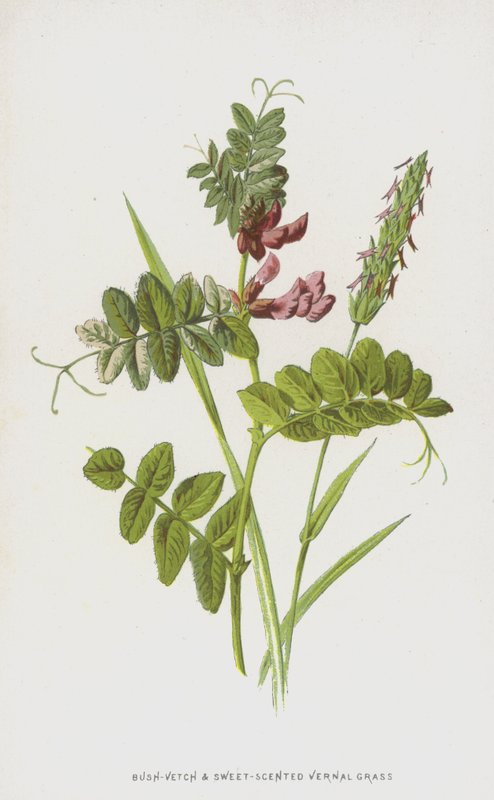 Bush-Vetch og søttduftende vernal gress (chromolitho) av Frederick Edward Hulme