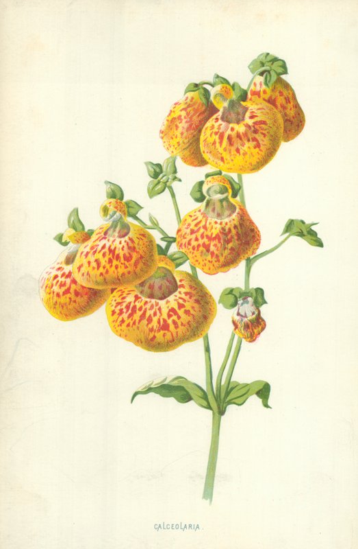 Calceolaria av Frederick Edward Hulme