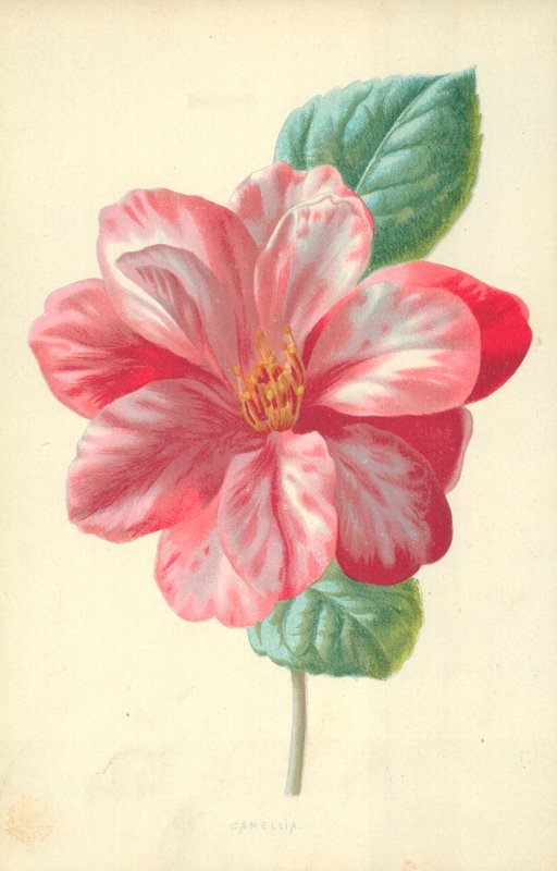 Camellia av Frederick Edward Hulme