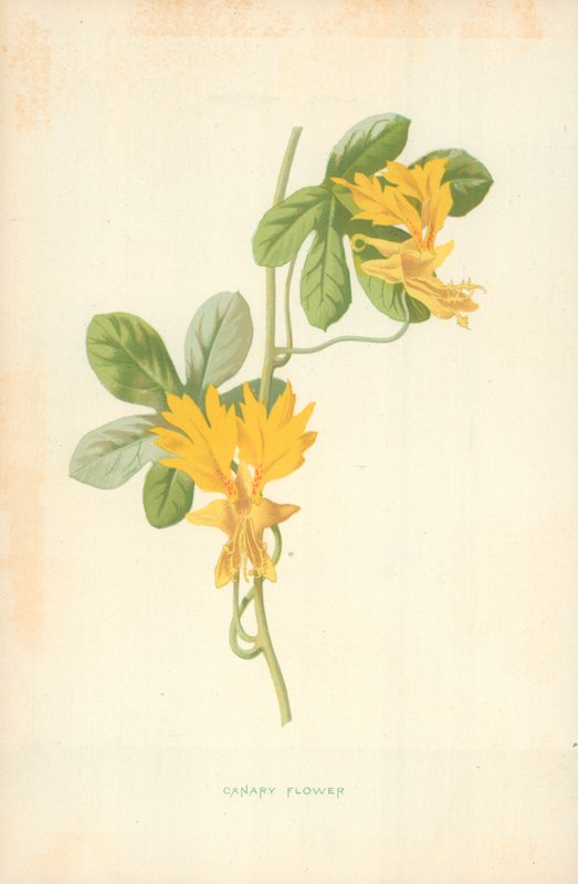 Kanariblomst av Frederick Edward Hulme