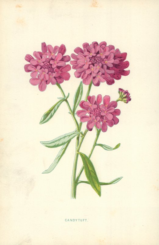 Candytuft av Frederick Edward Hulme