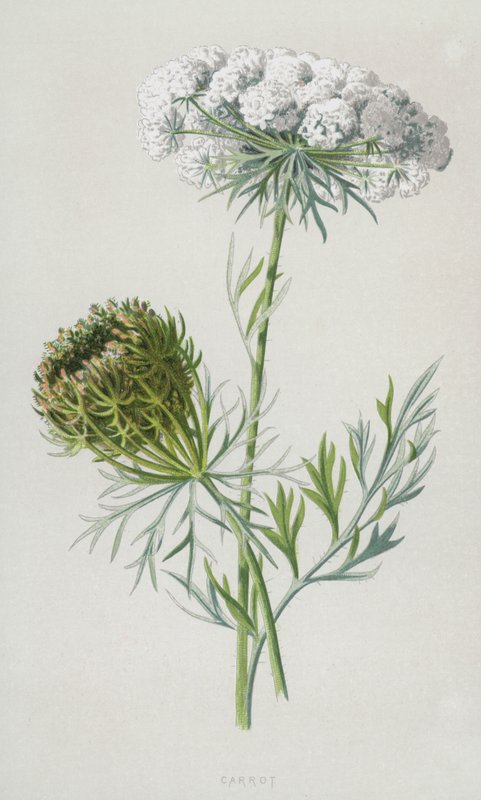 Gulrot (chromolitho) av Frederick Edward Hulme