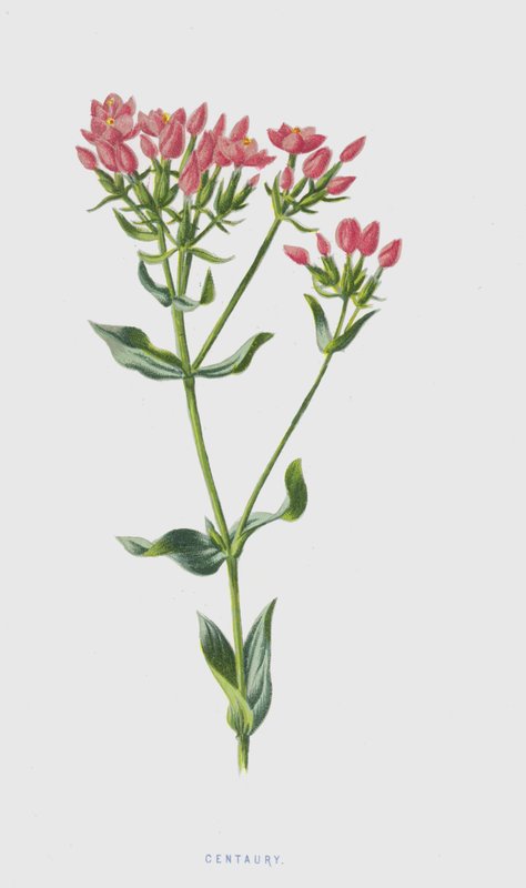 Centaury (chromolitho) av Frederick Edward Hulme