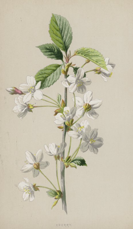 Kirsebær (chromolitho) av Frederick Edward Hulme