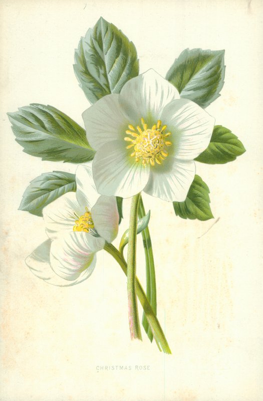 Julerose av Frederick Edward Hulme