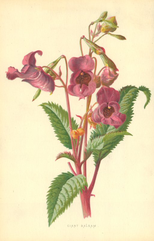 Ciant Balsam av Frederick Edward Hulme