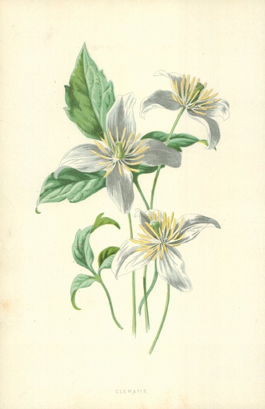 Klematis av Frederick Edward Hulme
