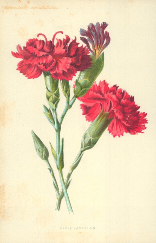 nelliknellik av Frederick Edward Hulme
