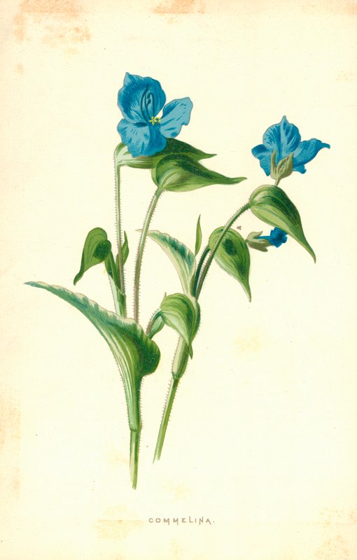 Commelina av Frederick Edward Hulme