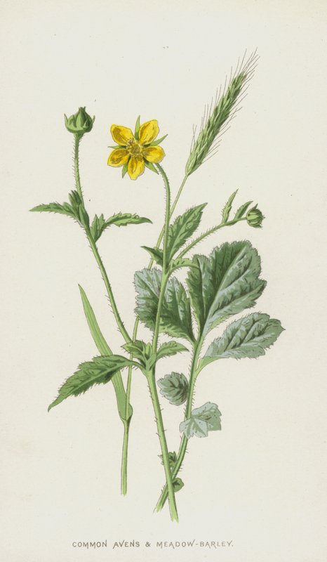 Common Avens og Meadow-Barley (chromolitho) av Frederick Edward Hulme