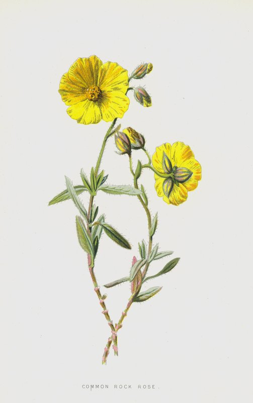Common Rock Rose (chromolitho) av Frederick Edward Hulme