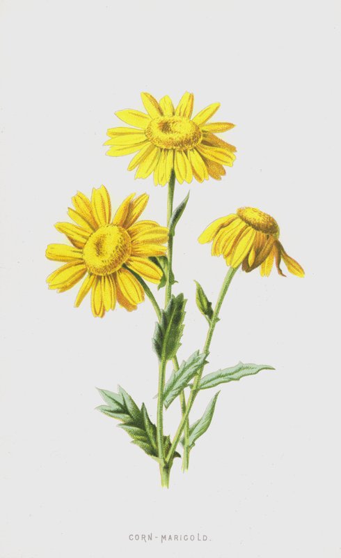 Mais-Marigold (chromolitho) av Frederick Edward Hulme