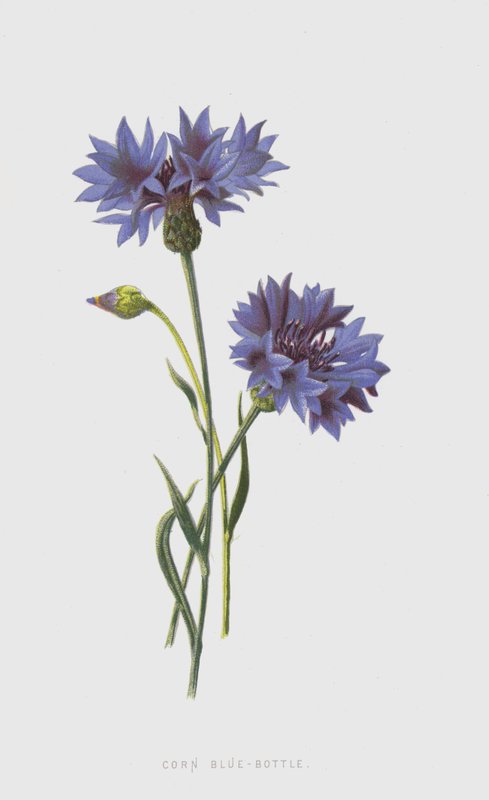 Corn Blue-Bottle (chromolitho) av Frederick Edward Hulme