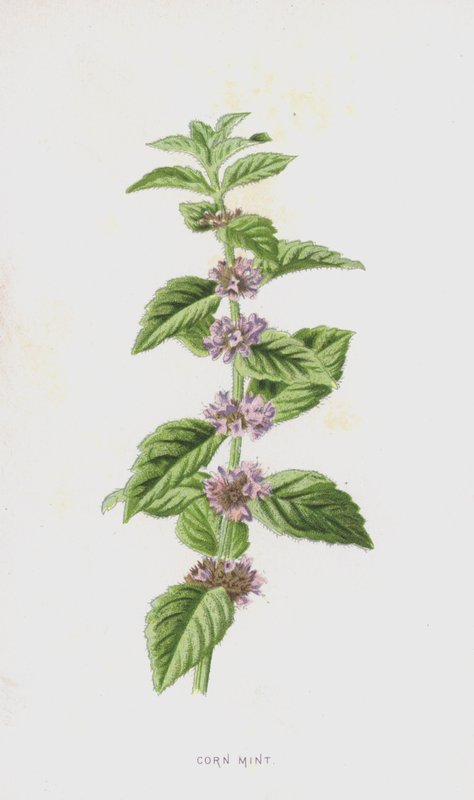 Mais mynte (chromolitho) av Frederick Edward Hulme