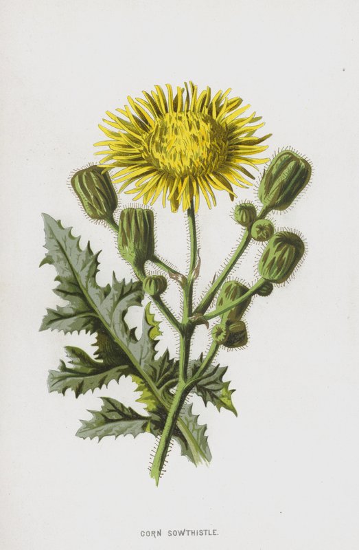 Corn Sowthistle (chromolitho) av Frederick Edward Hulme