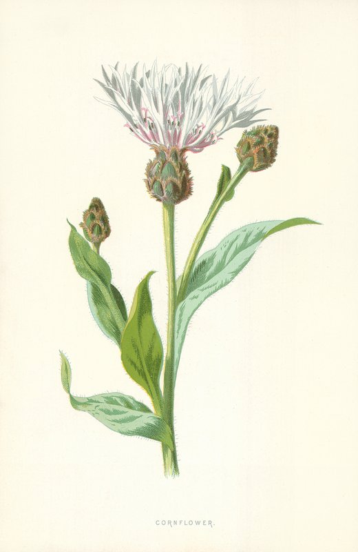 Kornblomst av Frederick Edward Hulme
