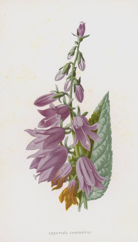 Krypende Campanula (chromolitho) av Frederick Edward Hulme