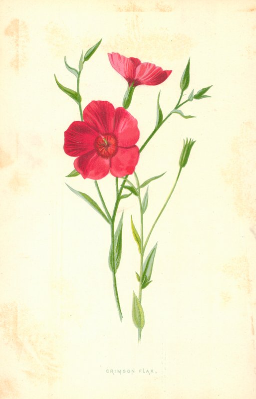 Crimson Lin av Frederick Edward Hulme