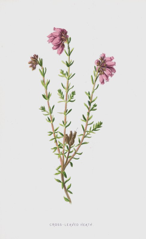Cross-Leaved Heath (chromolitho) av Frederick Edward Hulme