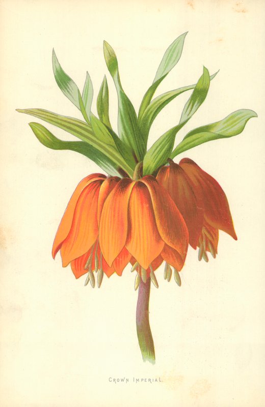 Crown Imperial av Frederick Edward Hulme
